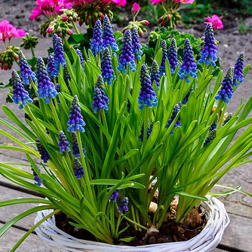 Muscari Armeniacum 'Grape Hyacinth' 6 Muscari Armeniacum 'Grape Hyacinth' - Image 4