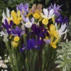 Dutch Iris Mix 2 Dutch Iris Mix -OWL Plant Shop 600212