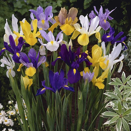 Dutch Iris Mix 3 Dutch Iris Mix