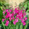 Gladiolus Byzantinus 2 Gladiolus Byzantinus -OWL Plant Shop 600241