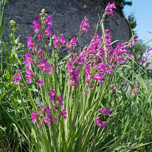 Gladiolus Byzantinus 4 Gladiolus Byzantinus - Image 2