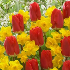 'Early Red' Tulip and Narcissus Daffodil 'T?te-?-T?te' Mix