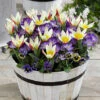 First Spring Tulip And Crocus Mix 1 First Spring Tulip And Crocus Mix -OWL Plant Shop 600244