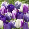 Tulip 'Paradise Purple' Mix 2 Tulip 'Paradise Purple' Mix -OWL Plant Shop 600245
