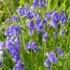English Bluebells 2 English Bluebells -OWL Plant Shop 600278