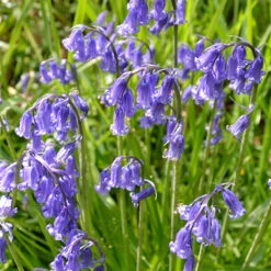 English Bluebells