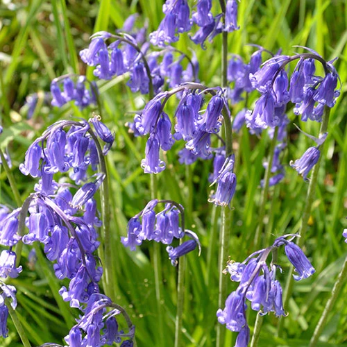 English Bluebells 3 English Bluebells
