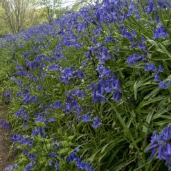 English Bluebells 13 English Bluebells -OWL Plant Shop 600278 5