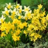 Narcissus Miniature Mixed 1 Narcissus Miniature Mixed -OWL Plant Shop 600317