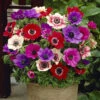 Anemone De Caen Mix 2 Anemone De Caen Mix -OWL Plant Shop 600319