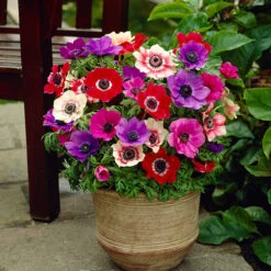 Anemone De Caen Mix 7 Anemone De Caen Mix -OWL Plant Shop 600319 2