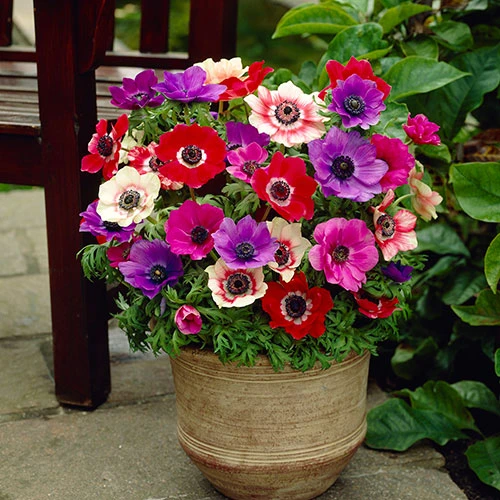 Anemone De Caen Mix 5 Anemone De Caen Mix - Image 3