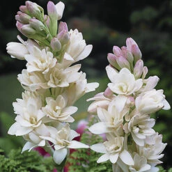 Polianthes Tuberosa 'The Pearl'