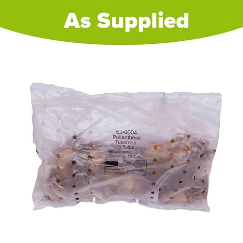 Polianthes Tuberosa 'The Pearl' 7 Polianthes Tuberosa 'The Pearl' - Image 5