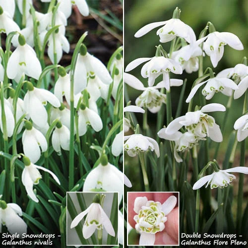 Single & Double Snowdrops 'In The Green' Twinpack 3 Single & Double Snowdrops 'In The Green' Twinpack