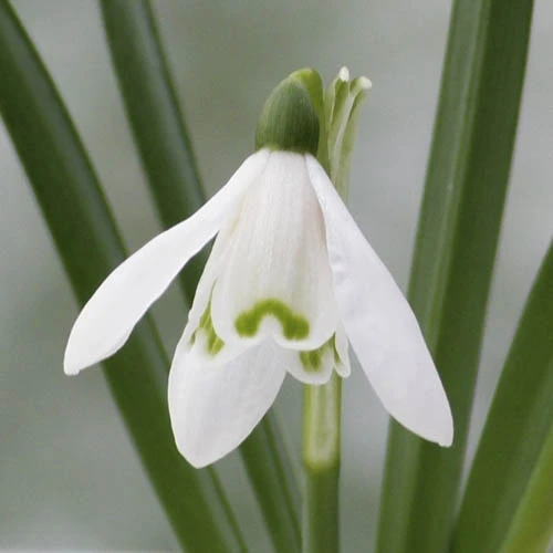 Single & Double Snowdrops 'In The Green' Twinpack 4 Single & Double Snowdrops 'In The Green' Twinpack - Image 2