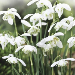 Single & Double Snowdrops 'In The Green' Twinpack 13 Single & Double Snowdrops 'In The Green' Twinpack -OWL Plant Shop 630014 2