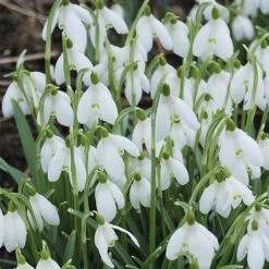 Single & Double Snowdrops 'In The Green' Twinpack 15 Single & Double Snowdrops 'In The Green' Twinpack -OWL Plant Shop 630014 4