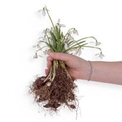 Single & Double Snowdrops 'In The Green' Twinpack 16 Single & Double Snowdrops 'In The Green' Twinpack -OWL Plant Shop 630014 5