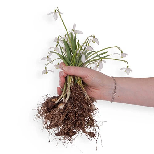 Single & Double Snowdrops 'In The Green' Twinpack 8 Single & Double Snowdrops 'In The Green' Twinpack - Image 6