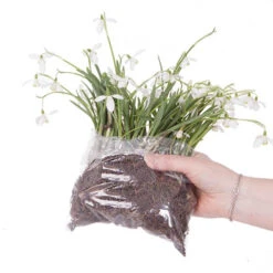 Single & Double Snowdrops 'In The Green' Twinpack 17 Single & Double Snowdrops 'In The Green' Twinpack -OWL Plant Shop 630014 6