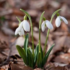 Single & Double Snowdrops 'In The Green' Twinpack 19 Single & Double Snowdrops 'In The Green' Twinpack -OWL Plant Shop 630014 8