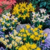 Miniature Daffodils 1 Miniature Daffodils -OWL Plant Shop 630029