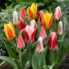 Early Flowering Short Tulip Mix 1 Early Flowering Short Tulip Mix -OWL Plant Shop 630031