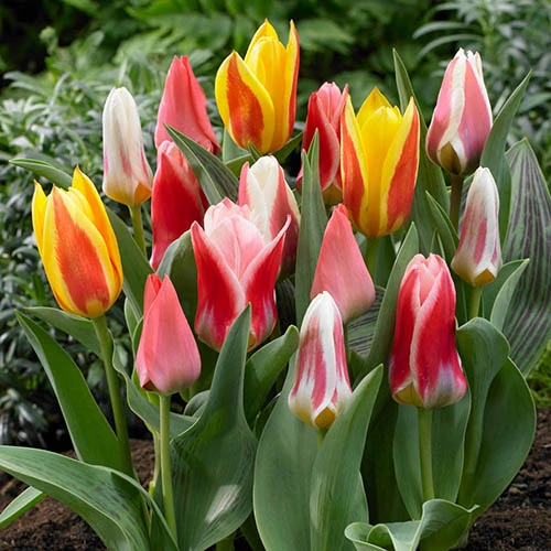 Early Flowering Short Tulip Mix 3 Early Flowering Short Tulip Mix