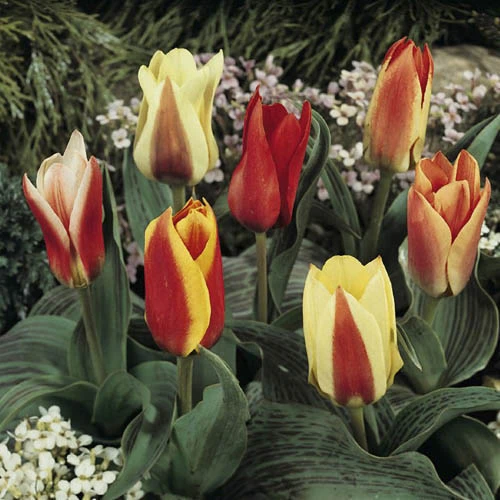 Early Flowering Short Tulip Mix 4 Early Flowering Short Tulip Mix - Image 2