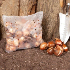 Early Flowering Short Tulip Mix 7 Early Flowering Short Tulip Mix -OWL Plant Shop 630031 2