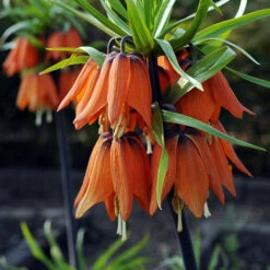 Fritillaria Orange 'Crown Imperial'