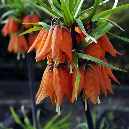 Fritillaria Orange 'Crown Imperial' 3 Fritillaria Orange 'Crown Imperial'