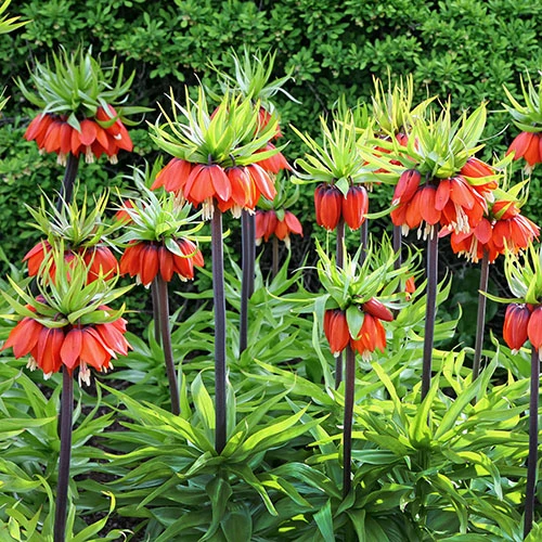 Fritillaria Orange 'Crown Imperial' 4 Fritillaria Orange 'Crown Imperial' - Image 2