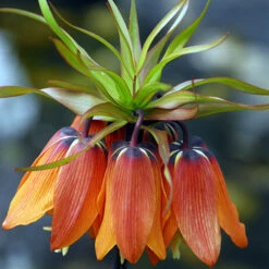 Fritillaria Orange 'Crown Imperial' 9 Fritillaria Orange 'Crown Imperial' -OWL Plant Shop 630040 2