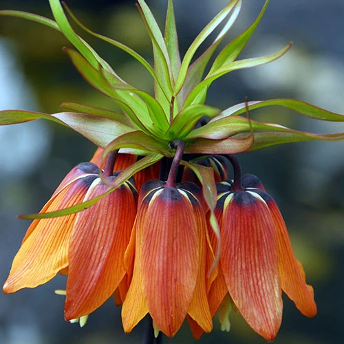 Fritillaria Orange 'Crown Imperial' 5 Fritillaria Orange 'Crown Imperial' - Image 3