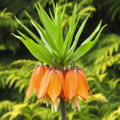 Fritillaria Orange 'Crown Imperial' 10 Fritillaria Orange 'Crown Imperial' -OWL Plant Shop 630040 3