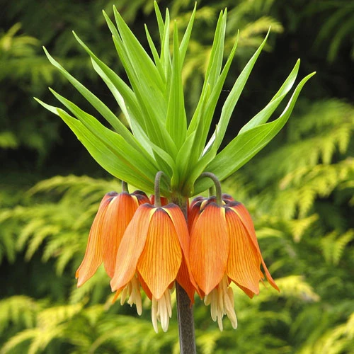 Fritillaria Orange 'Crown Imperial' 6 Fritillaria Orange 'Crown Imperial' - Image 4