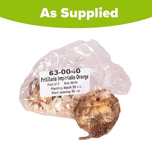 Fritillaria Orange 'Crown Imperial' 7 Fritillaria Orange 'Crown Imperial' - Image 5