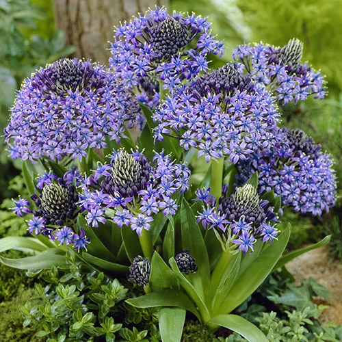 Caribbean Lily 4 Caribbean Lily - Image 2