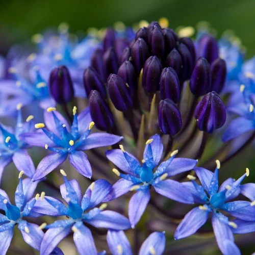 Caribbean Lily 5 Caribbean Lily - Image 3