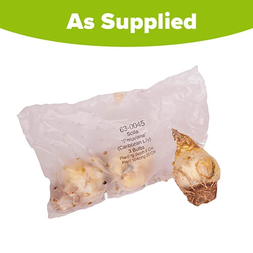 Caribbean Lily 6 Caribbean Lily - Image 4