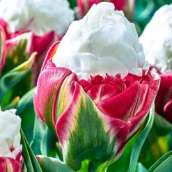 Tulip 'Ice Cream'