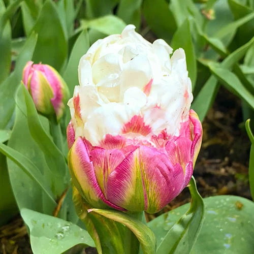 Tulip 'Ice Cream' 4 Tulip 'Ice Cream' - Image 2