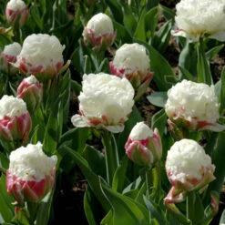 Tulip 'Ice Cream' 10 Tulip 'Ice Cream' -OWL Plant Shop 630049 2