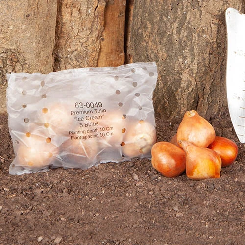 Tulip 'Ice Cream' 7 Tulip 'Ice Cream' - Image 5