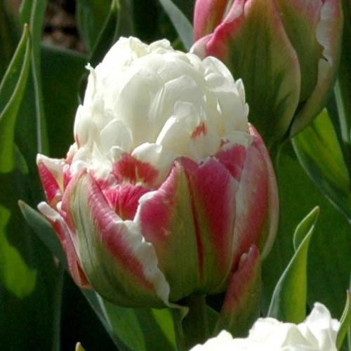 Tulip 'Ice Cream' 8 Tulip 'Ice Cream' - Image 6