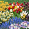 Complete Spring Flowering Bulb Collection 2 Complete Spring Flowering Bulb Collection -OWL Plant Shop 630050