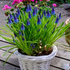 Complete Spring Flowering Bulb Collection 12 Complete Spring Flowering Bulb Collection -OWL Plant Shop 630050 2