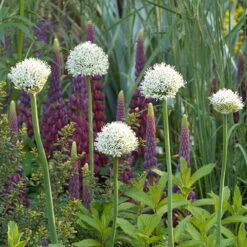 Complete Spring Flowering Bulb Collection 17 Complete Spring Flowering Bulb Collection -OWL Plant Shop 630050 7